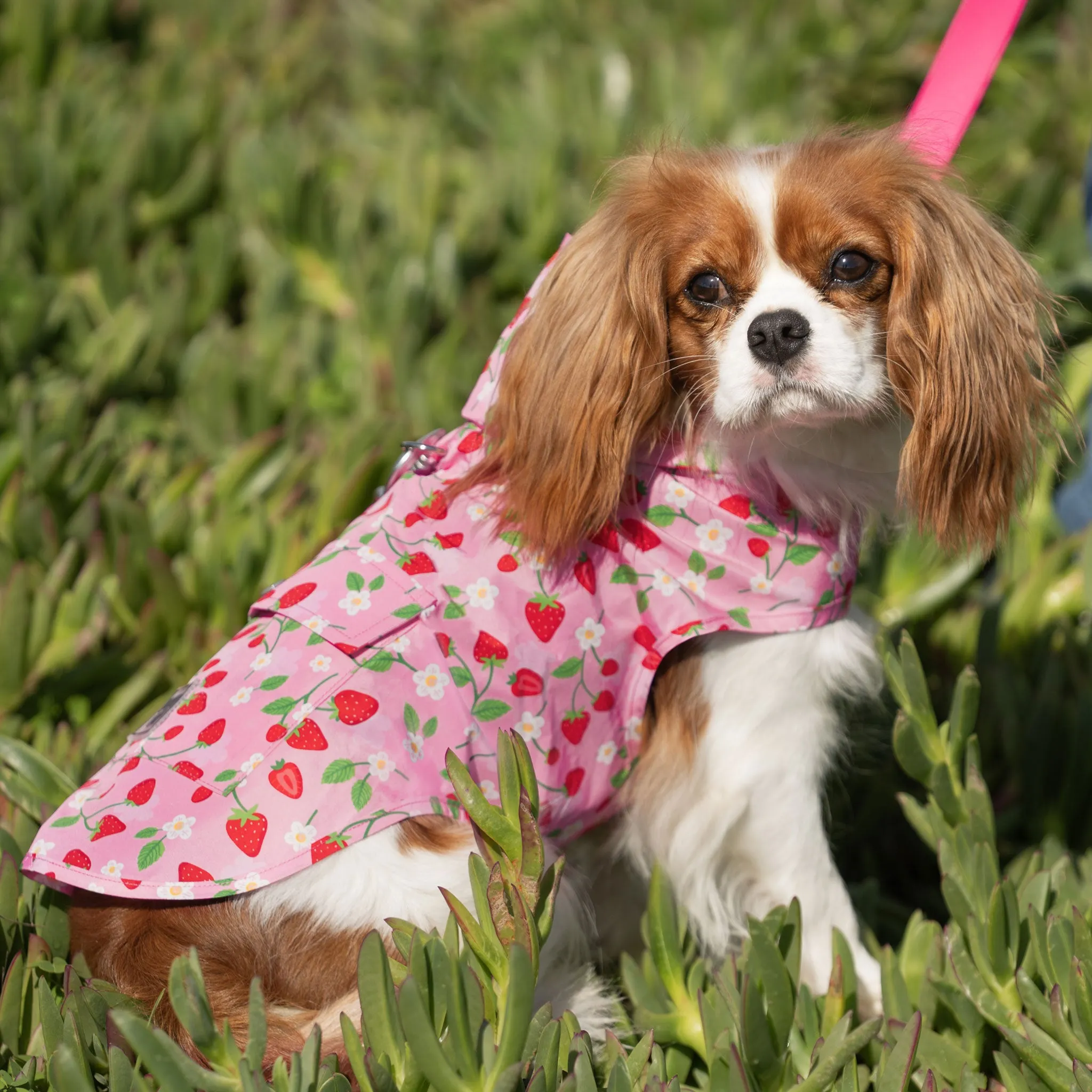 Canada Pooch Pick Me Poncho - Strawberries