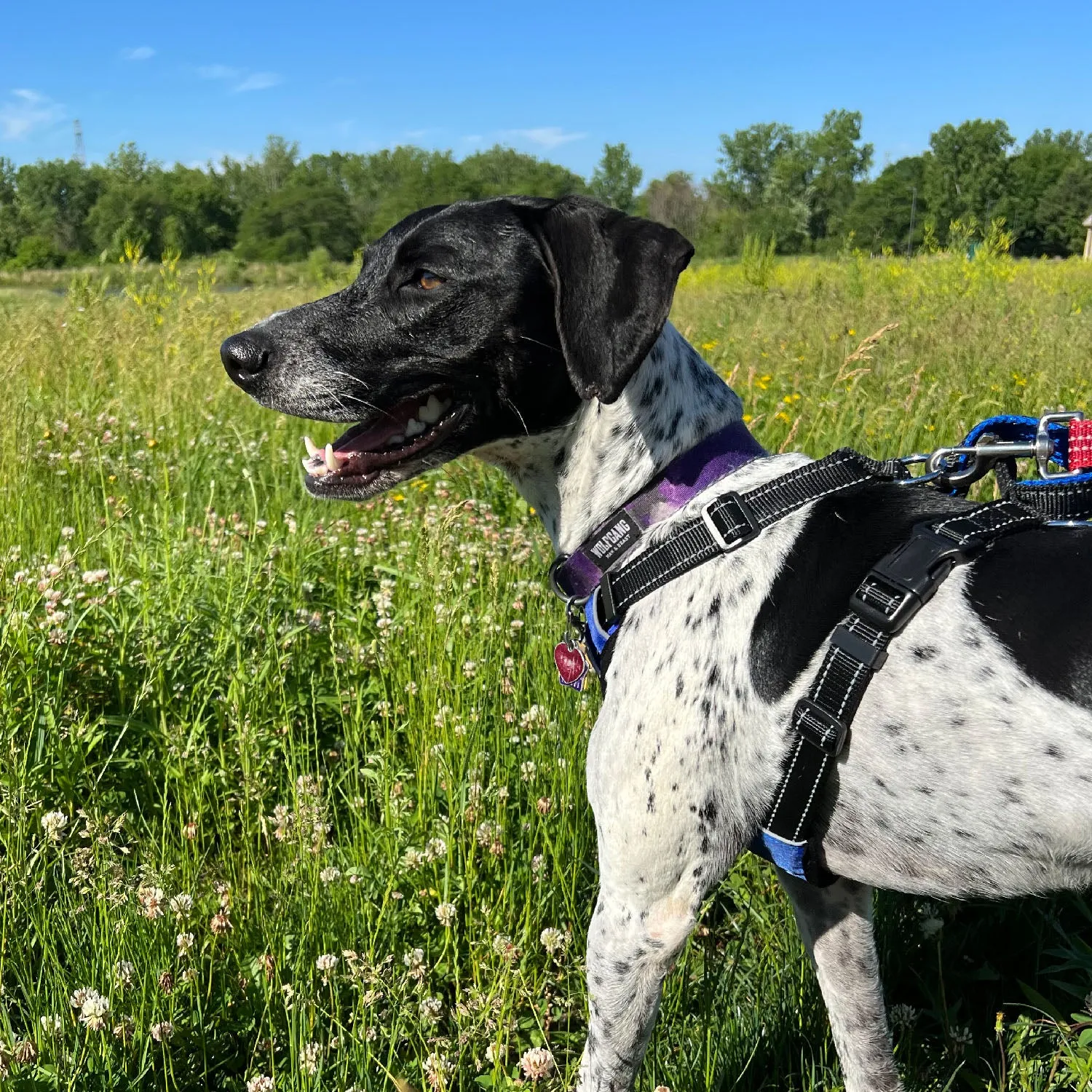 Chesapeake Harness by BAYDOG